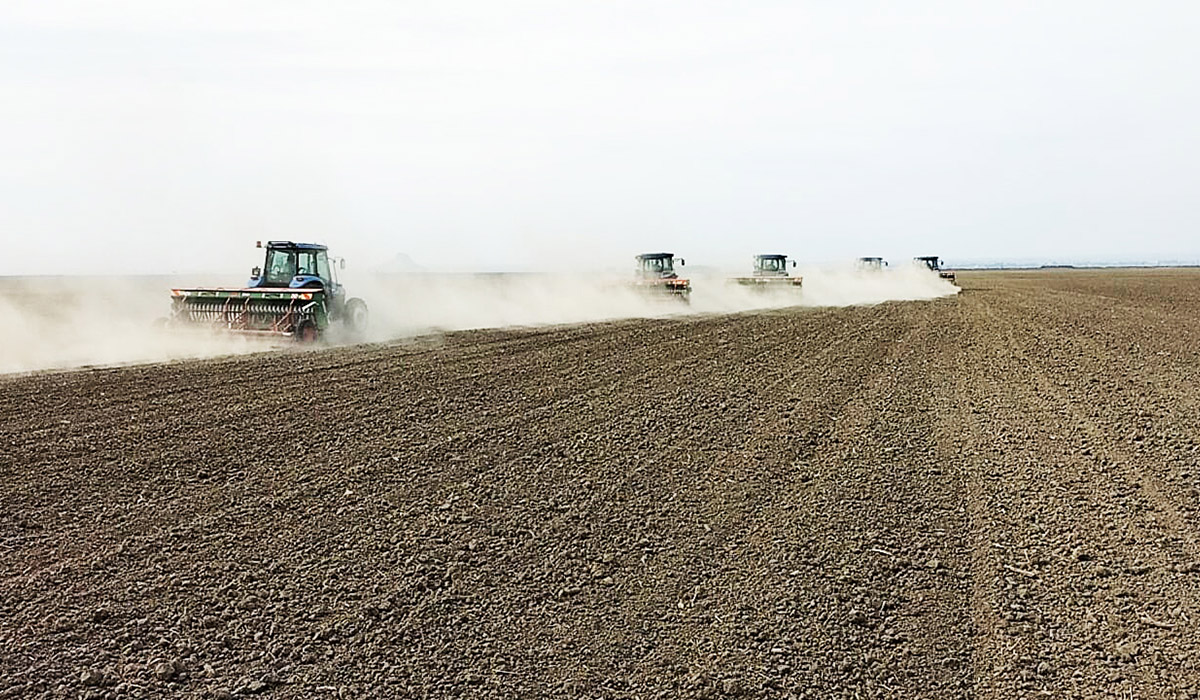Çukurova Tarım İşletmesinde Güzlük Ekiliş Zamanı