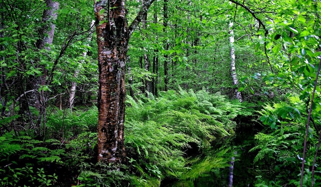 ORMANCILIĞIN ÖNEMİ VE FAYDALARI