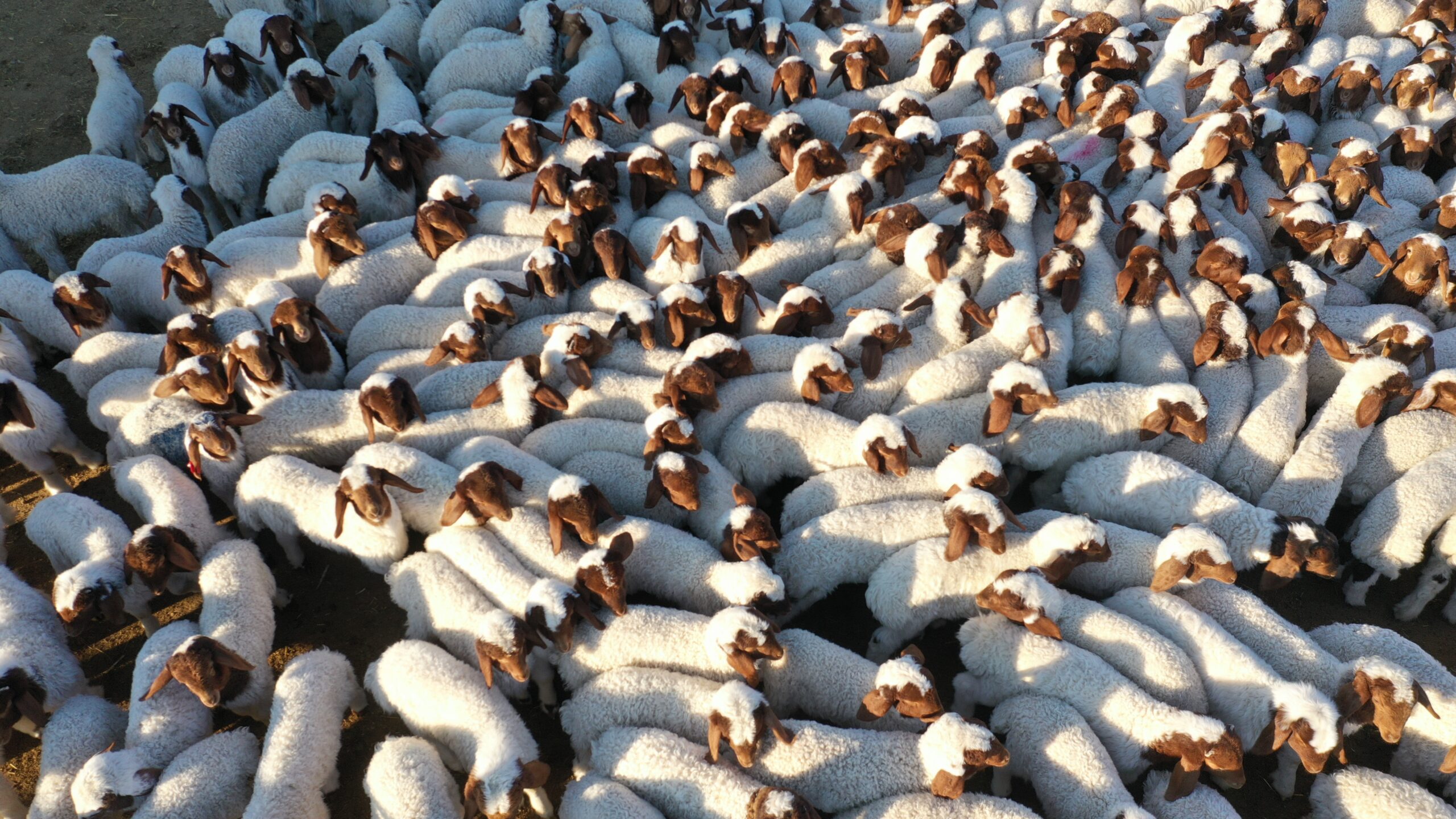 CEYLANPINAR TARIM İŞLETMESİNDE 2024 YILINDA 60 BİN İVESİ KUZU DÜNYAYA GELDİ