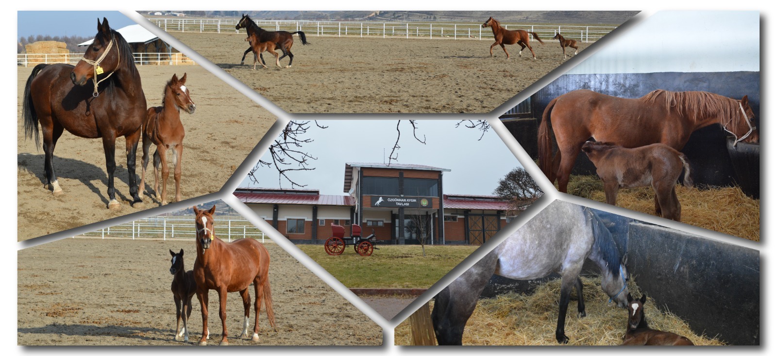 SULTANSUYU TARIM İŞLETMESİNDE ŞAMPİYON ADAYI TAYLARIN DOĞUMU BAŞLADI